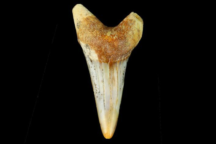 Colorful White/Mako Shark Tooth Fossil - Sharktooth Hill, CA #122718